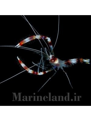 میگوی باکسر