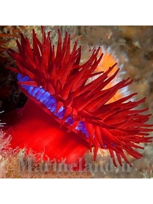 شقایق دانه ریز 