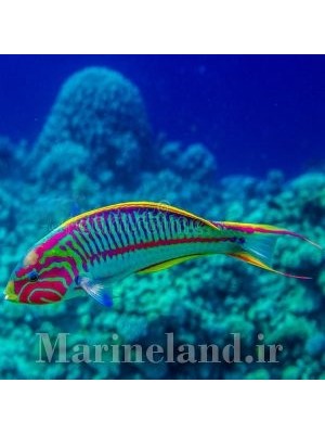 راس کلانزینگر