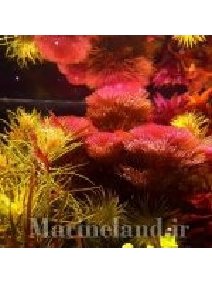 کابومبا قرمز (Cabomba piauhyensis)