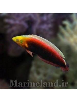 راس رادیانت