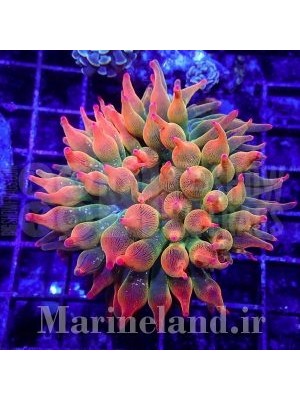 شقایق بابل  (Bubble Tip Anemone)