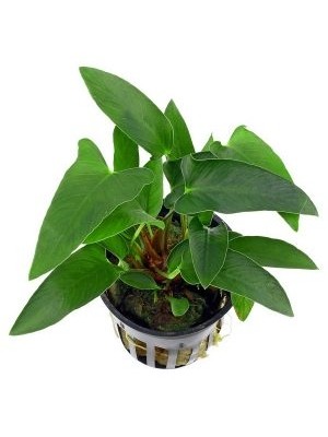 آنابیاس گراسیلیس (Anubias gracilis)