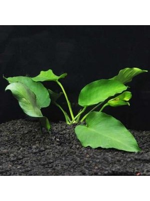 آنابیاس بارتری (Anubias barteri) 