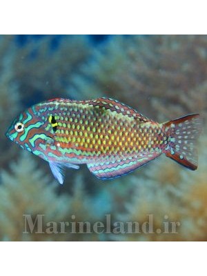 راس لئوپارد