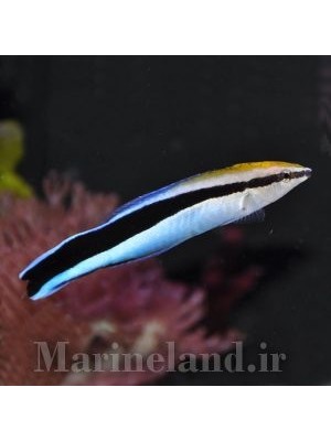 راس آرایشگر