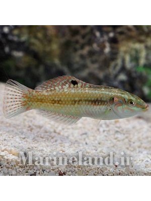 راس مرواریدی