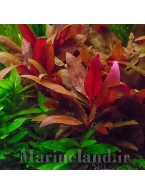 آلترنانترا رینکی مینی (Alternanthera reineckii Mini)