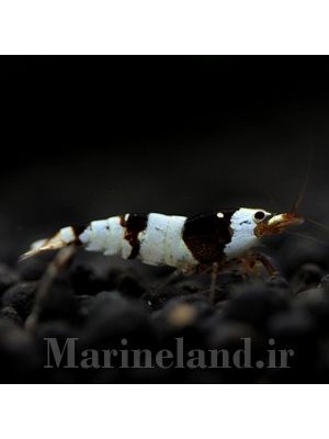 میگوی بلک کریستال