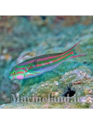 راس صورت صورتی