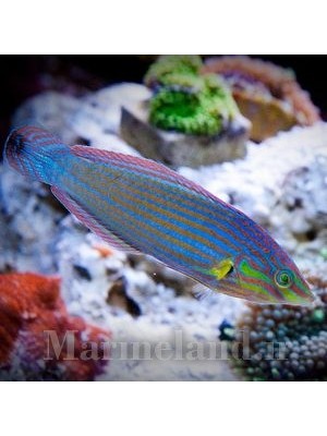 راس دم خالدار