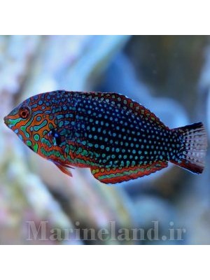 راس لئوپارد باشکوه 