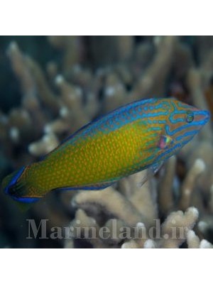 راس سر خاکستری