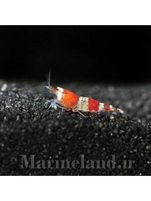 میگوی رد کریستال