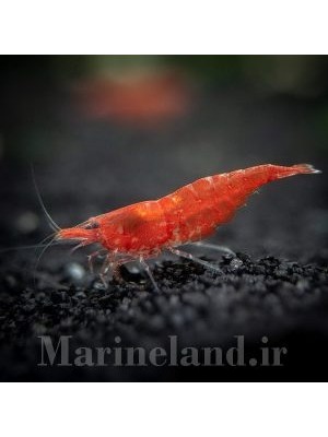 میگوی رد چری