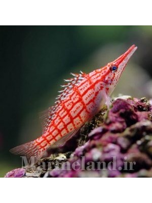 شاهین ماهی پوزه بلند