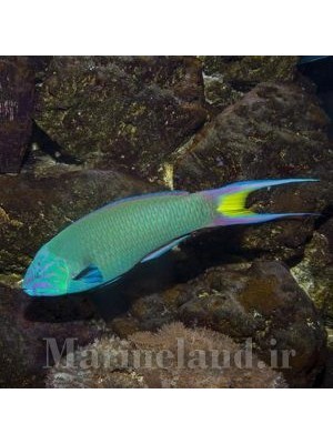 راس سبز دم چنگکی