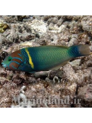 راس نوار طلایی