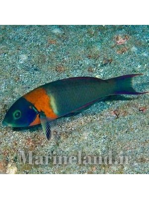 راس زین دار