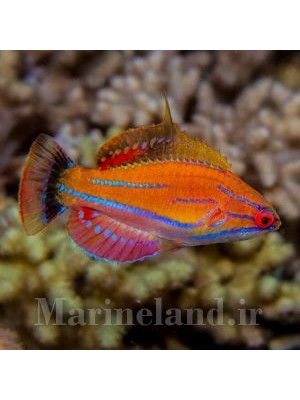 راس فلشر مک کاسکر