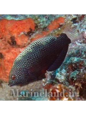 راس لئوپارد مشکی