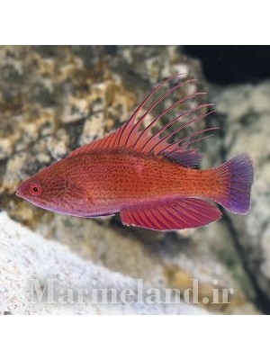 راس فلشر خط نقطه ای