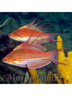 راس فلشر رشته ای