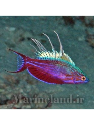 راس فلشر آبی