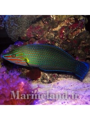 راس ریچموند