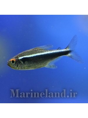 تترا نئون مشکی