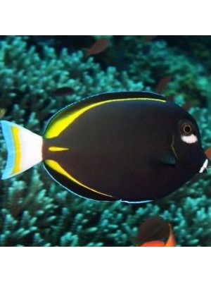 جراح گونه سفید