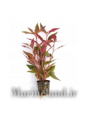 آلترنانترا رینکی قرمز (Alternanthera reineckii RED)