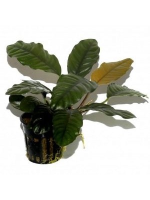 آنابیاس بارتری کافی فولیا (Anubias barteri Coffeefolia)