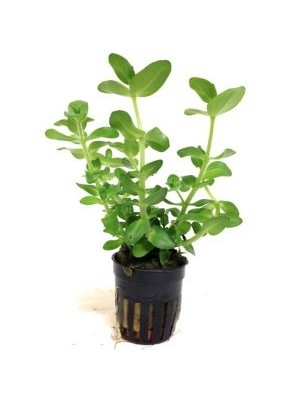 باکوپا کارولینیانا (Bacopa caroliniana)
