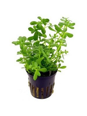 باکوپا مونیری (Bacopa monnieri)