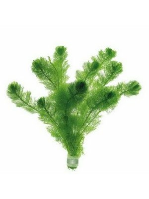 کابومبای سبز (Cabomba aquatica)