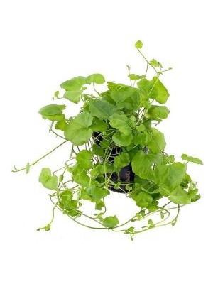 شاهی ژاپنی (Cardamine lyrata)