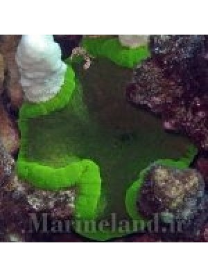 شقایق موکتی چسبناک  (Adhesive Sea Anemone)