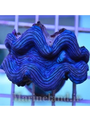 صدف ماکسیما