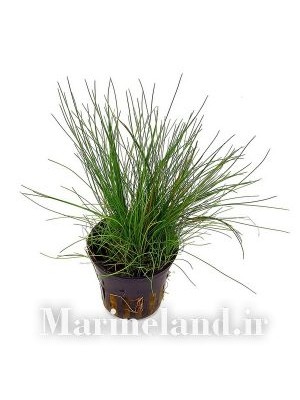 الوکاریس اسیکولاریس (Eleocharis Acicularic)