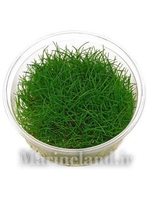 الوکاریس پاروولا (Eleocharis parvula)