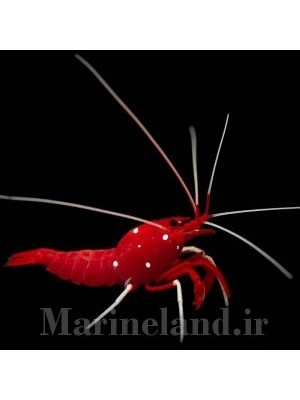 میگوی آتشین