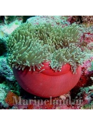 شقایق مگنفیکا  (Magnificent Sea Anemone)