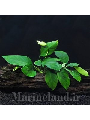 آنابیاس نانا (Anubias nana) 