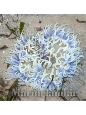 شقایق لانگ تنتاکل  (Long Tentacle Anemone)