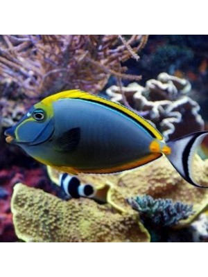 جراح ناسو الگانس