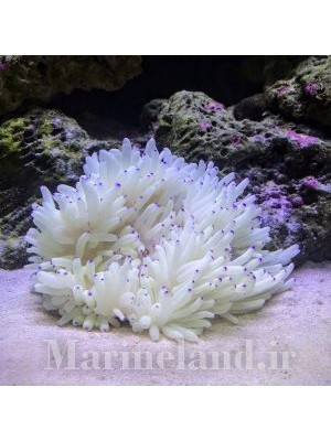 شقایق سبا  (Sebae Anemone)