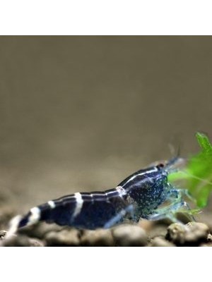 میگوی بلو بی