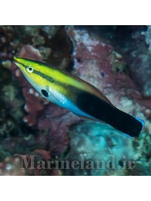 راس آرایشگر خال سیاه