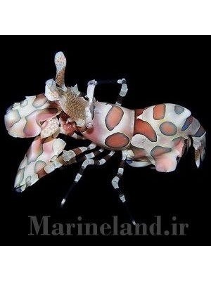 میگوی هارلکوئین